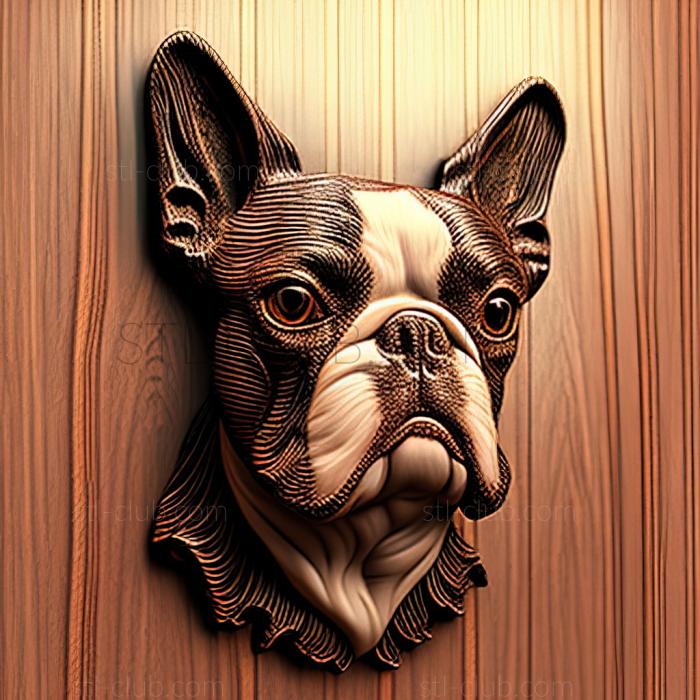 3D model st Boston Terrier dog (STL)